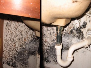 Mold Under Sink