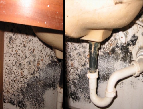 Mold in Bathrooms and Kitchens