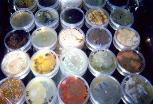Mold Growing in the Laboratory